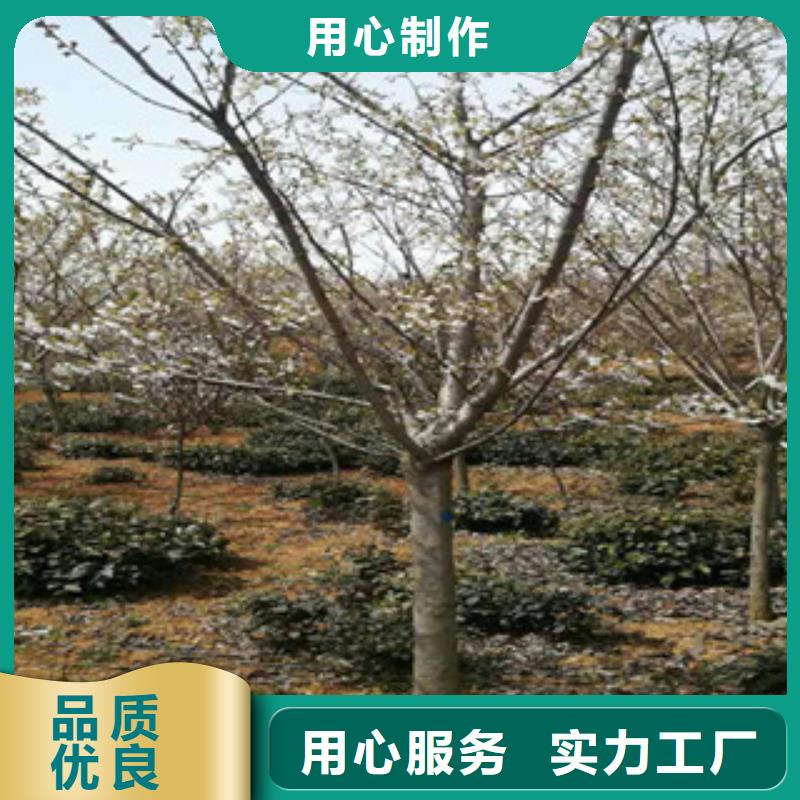 【樱花】-碧桃从厂家买售后有保障