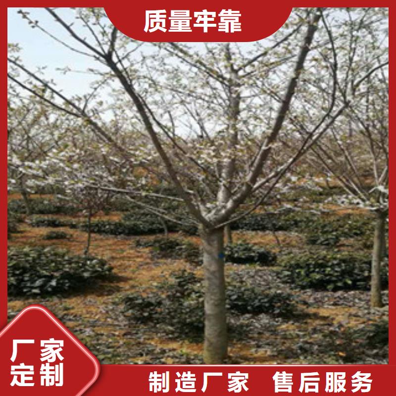 樱花,绿化树绿化工程质量安心
