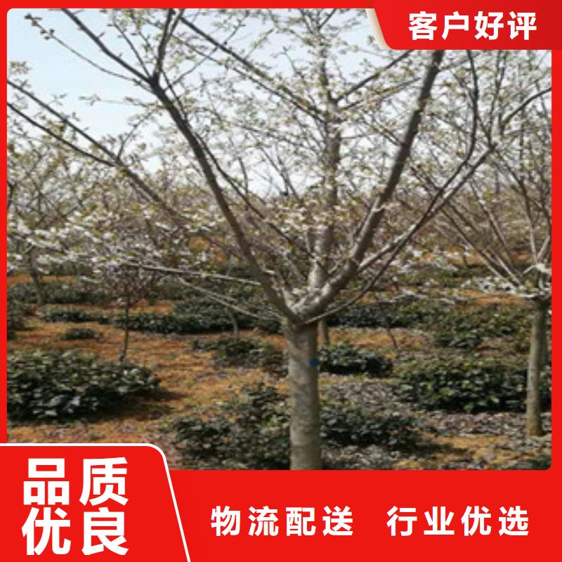 樱花核桃苗樱花苗长果桑树苗定制零售批发