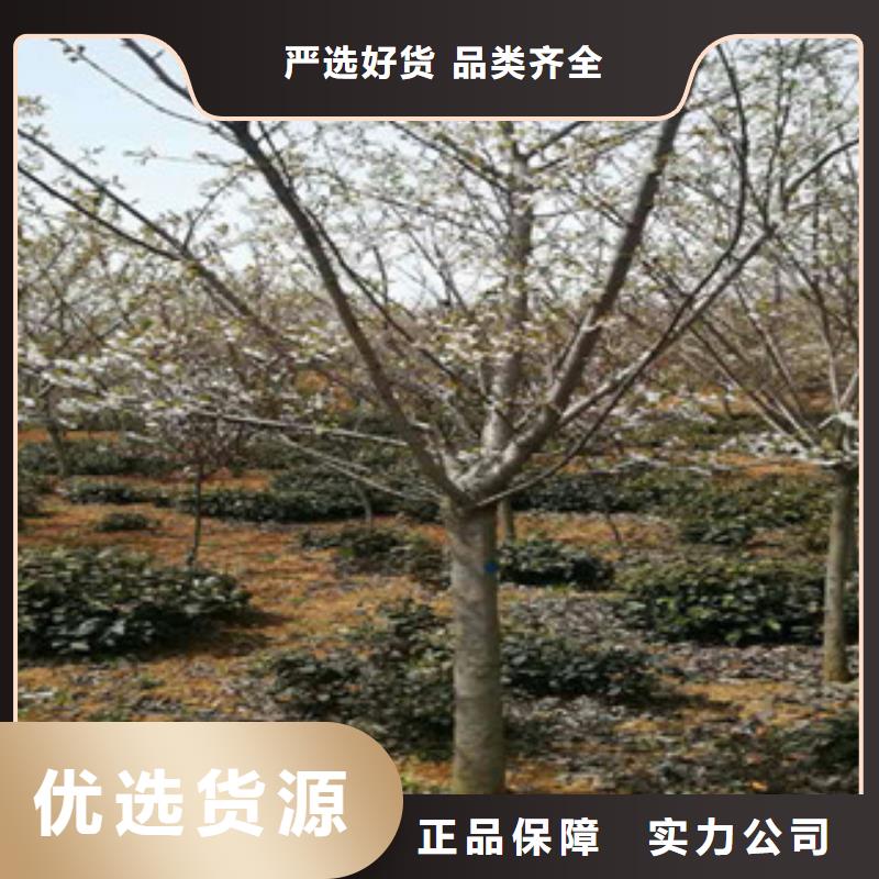 樱花-钙果苗多种优势放心选择