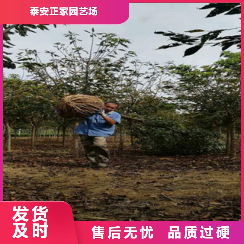 钙果苗-视频-钙果苗-西藏那曲市同城制造商-尼玛|嘉黎|阿里|山南|昌都|拉萨|林芝