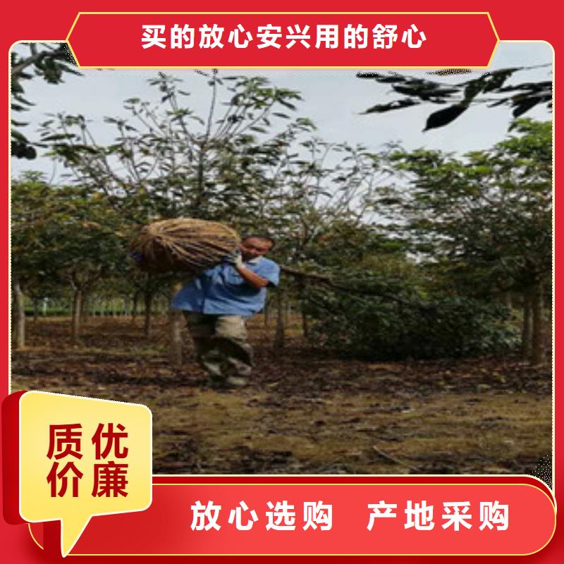 樱花钙果苗品质优选