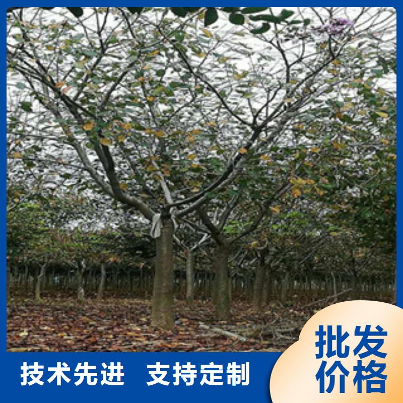 樱花蓝莓苗精选厂家好货