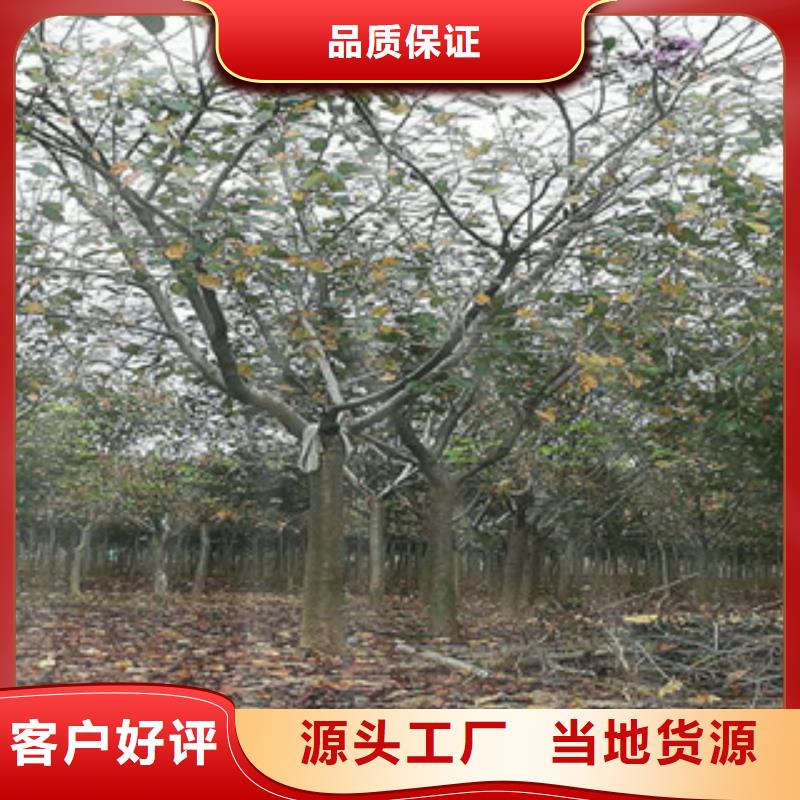 樱花,钙果苗出货及时