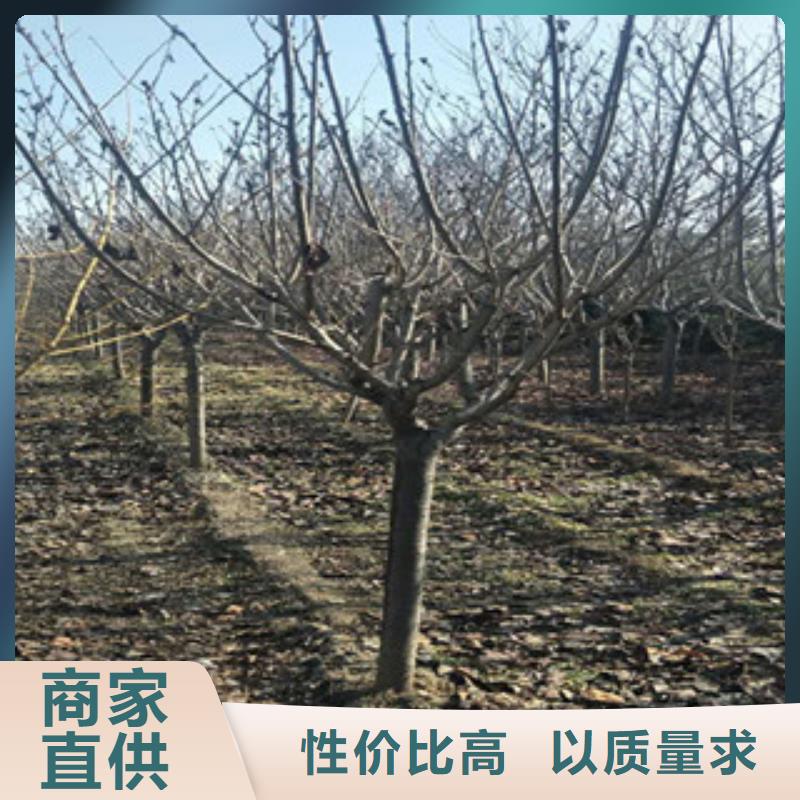 樱花核桃苗樱花苗长果桑树苗定制零售批发