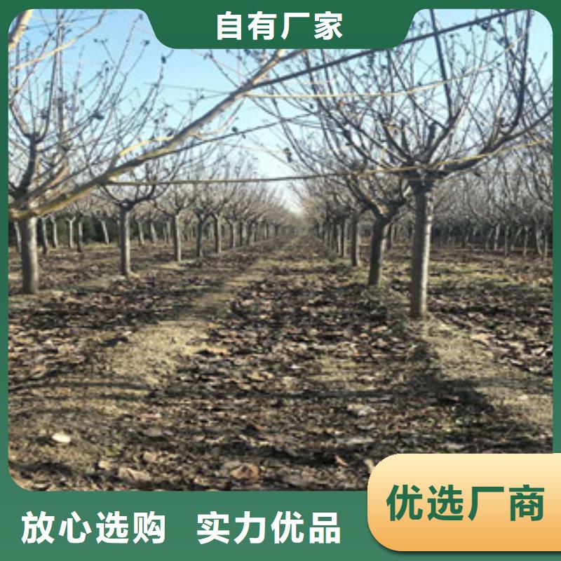 樱花蓝莓苗好产品有口碑
