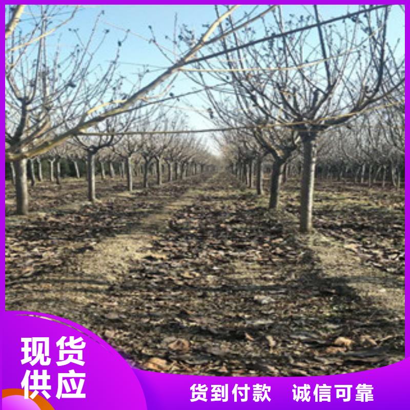 钙果苗视频-小店|阳曲|运城|晋城|晋中|大同|长治钙果苗选择我们选择放心-正家园艺场(太原市分公司)