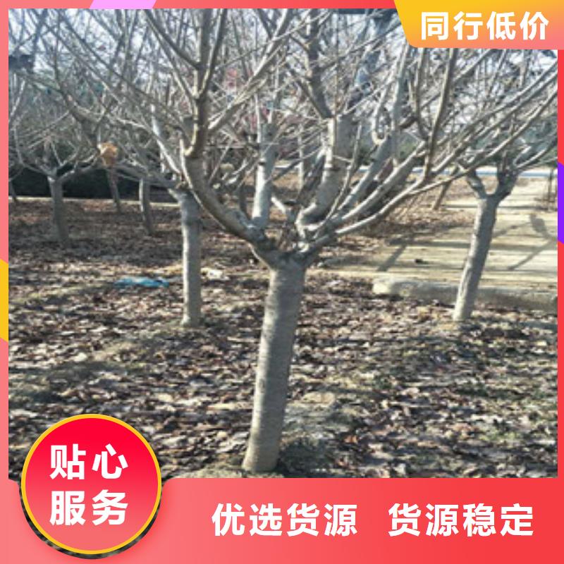 樱花钙果苗适用范围广