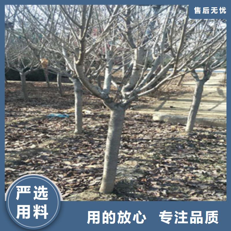 樱花蓝莓苗精选厂家好货