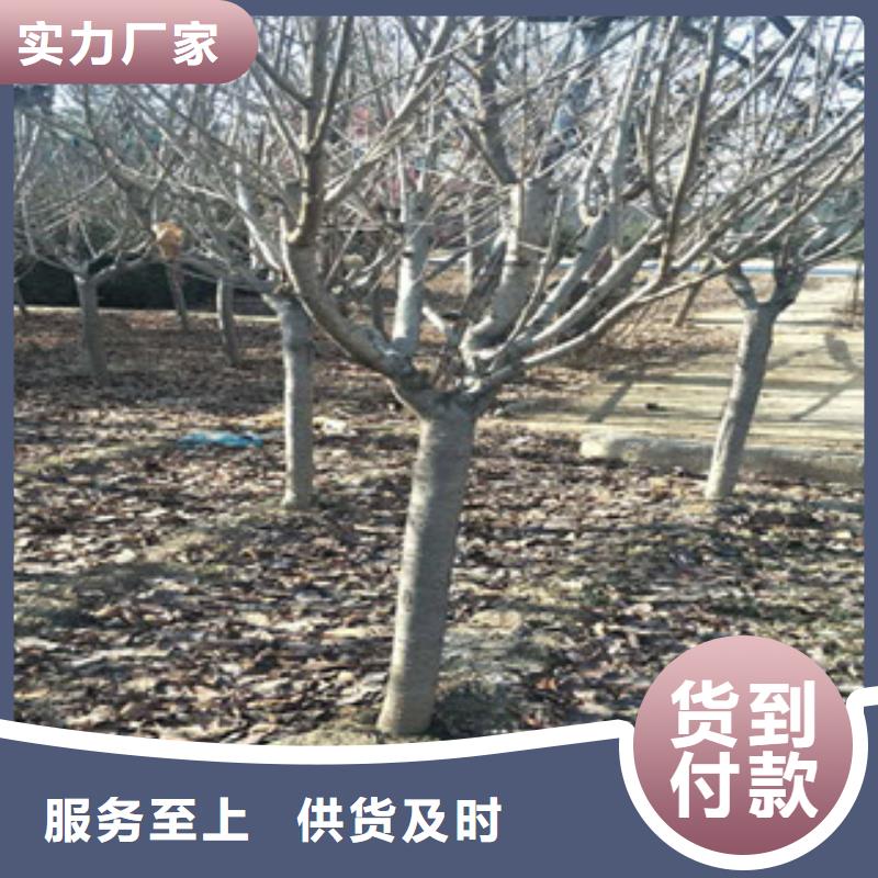 樱花蓝莓苗价格公道合理