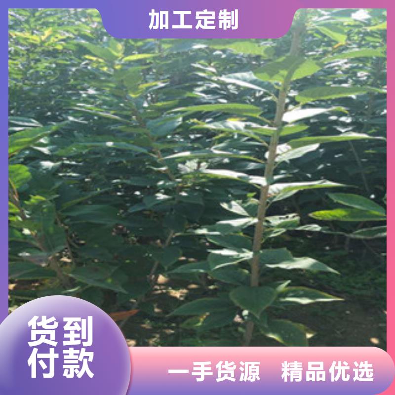 钙果苗视频-小店|阳曲|运城|晋城|晋中|大同|长治钙果苗选择我们选择放心-正家园艺场(太原市分公司)