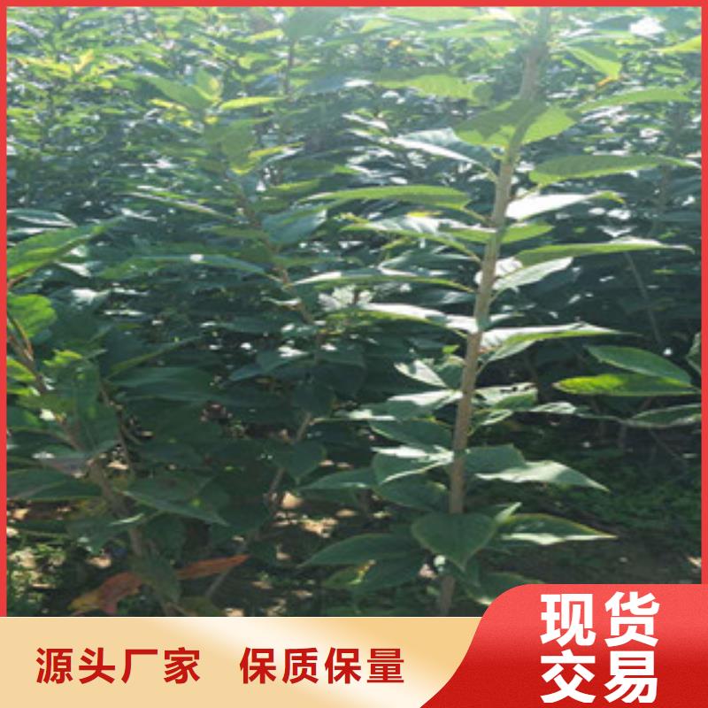 樱花蓝莓苗好产品有口碑