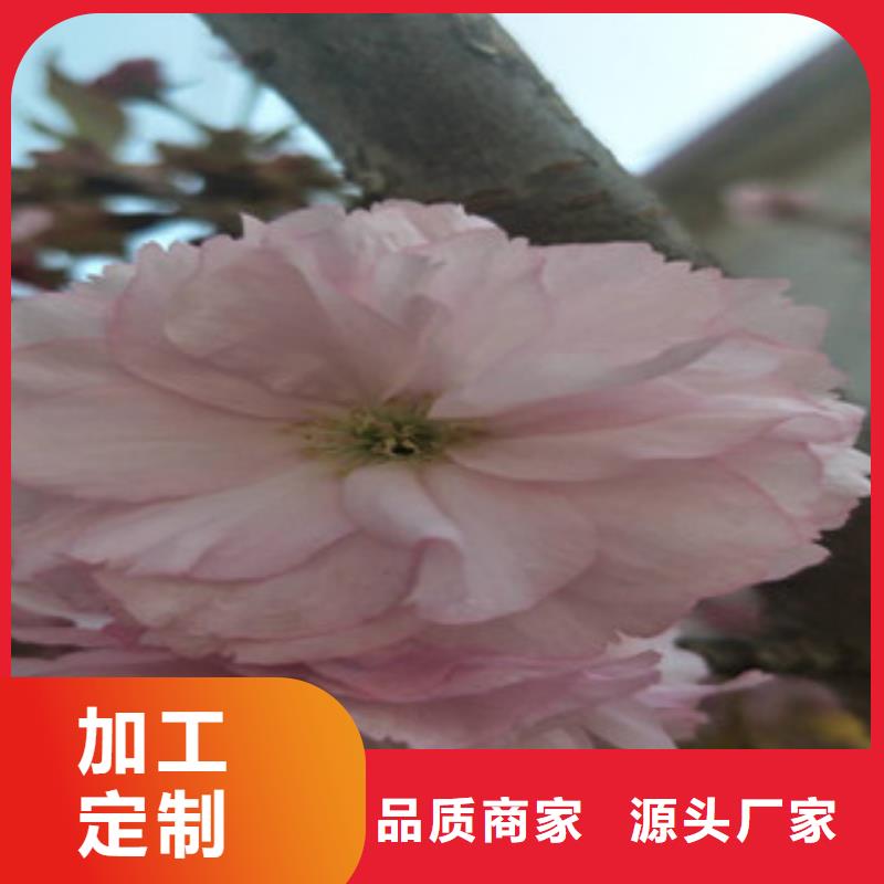 樱花,绿化树绿化工程生产厂家