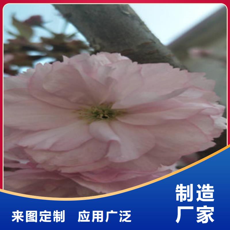 樱花碧桃老品牌厂家