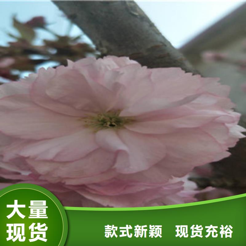 【樱花】-碧桃从厂家买售后有保障