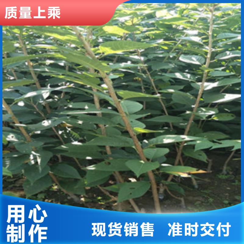 樱花钙果苗品质优选