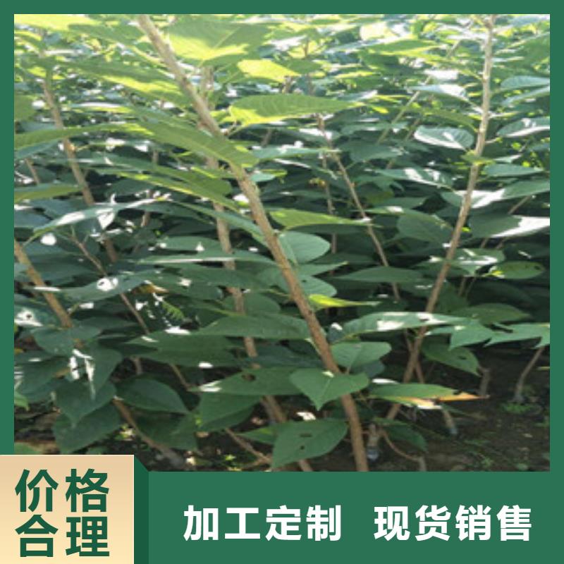 钙果苗视频-小店|阳曲|运城|晋城|晋中|大同|长治钙果苗选择我们选择放心-正家园艺场(太原市分公司)