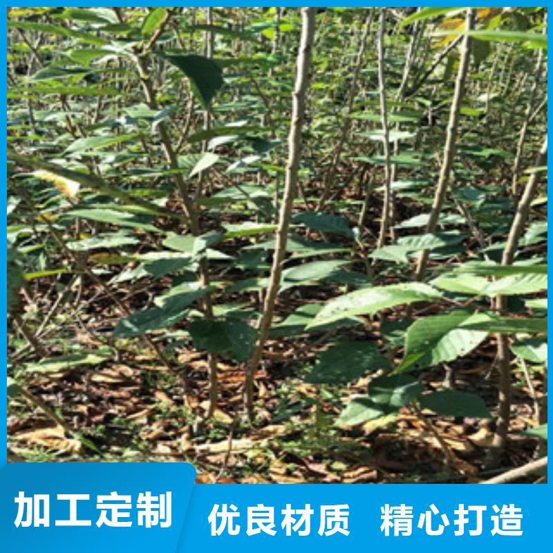 樱花碧桃老品牌厂家