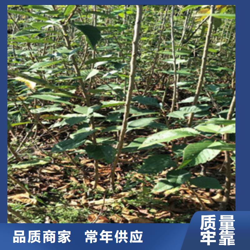 樱花-钙果苗多种优势放心选择