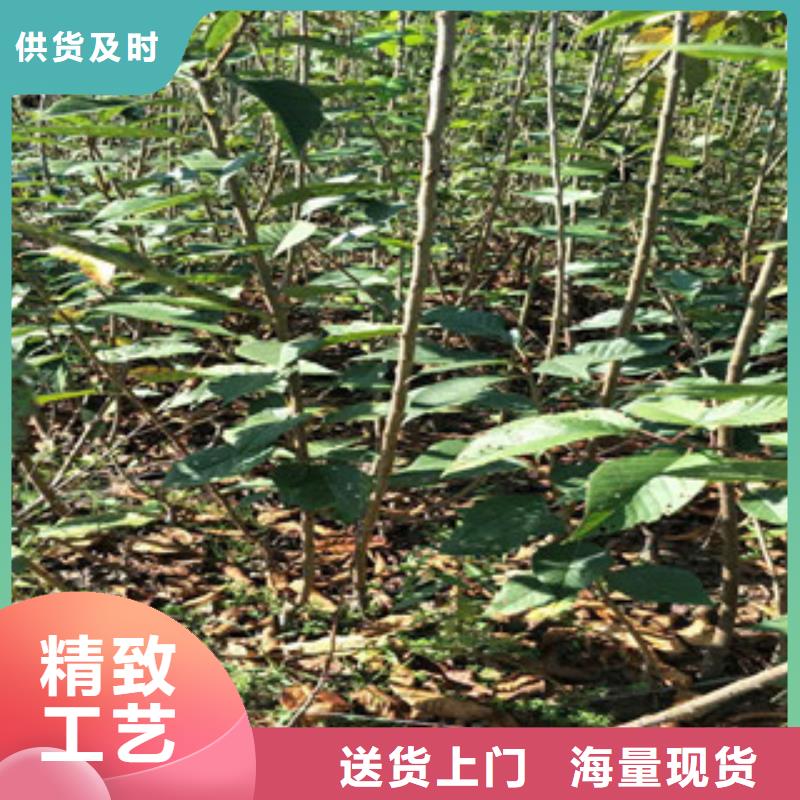 【樱花】绿化树绿化工程专业信赖厂家
