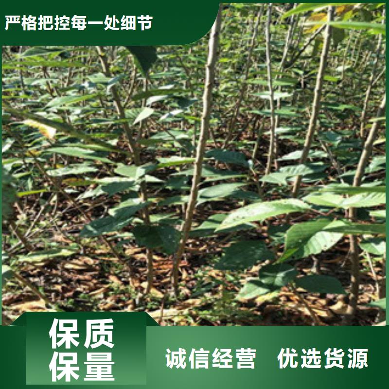 钙果苗-视频-钙果苗-西藏那曲市同城制造商-尼玛|嘉黎|阿里|山南|昌都|拉萨|林芝
