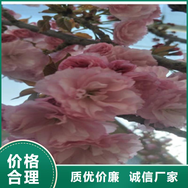 樱花蓝莓苗买的放心安兴用的舒心