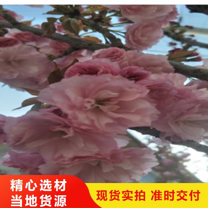 【樱花】绿化树绿化工程专业信赖厂家