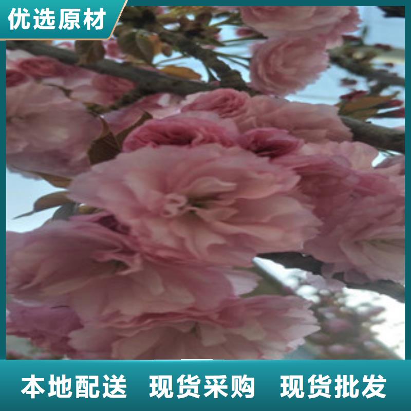 樱花蓝莓苗好产品有口碑
