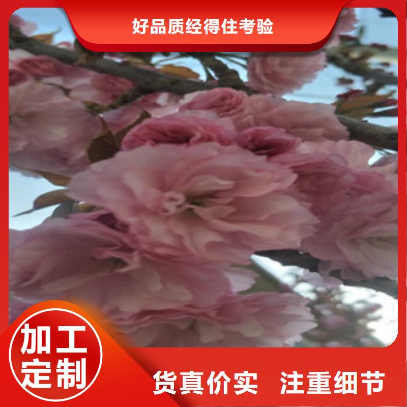 樱花蓝莓苗买的放心安兴用的舒心