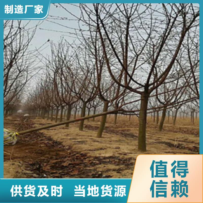 钙果苗视频-小店|阳曲|运城|晋城|晋中|大同|长治钙果苗选择我们选择放心-正家园艺场(太原市分公司)