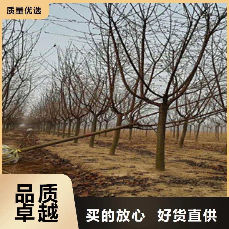 樱花樱桃苗源头厂源头货
