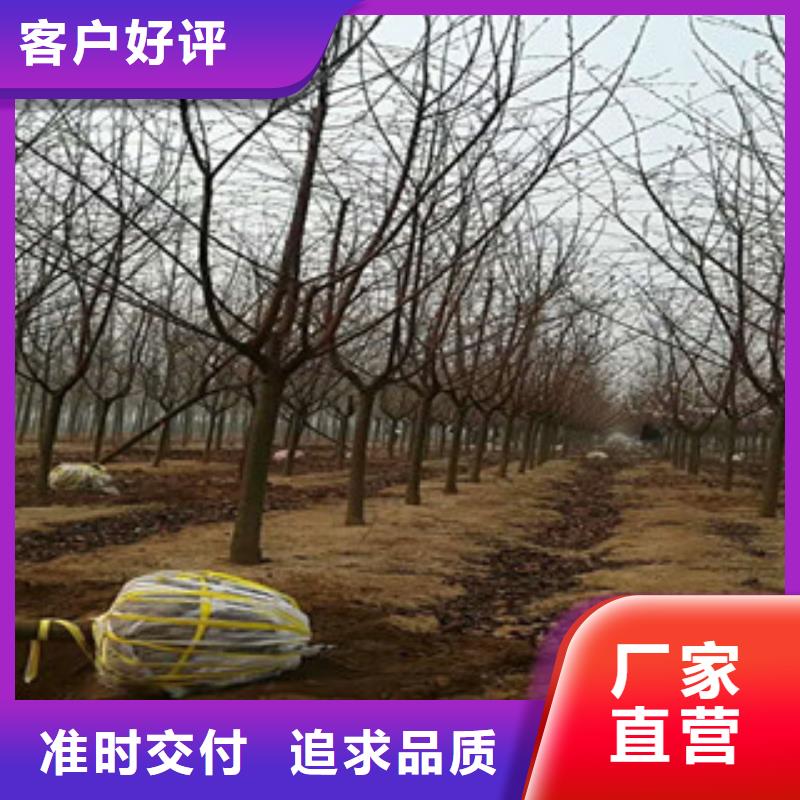 【樱花绿化树绿化工程用心服务】
