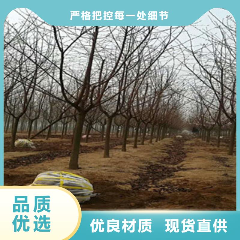 樱花泰山景松造型景松做工细致