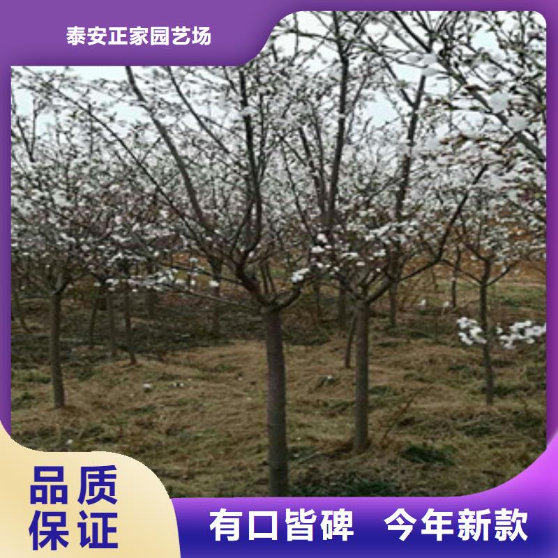 樱花泰山景松造型景松质检合格发货