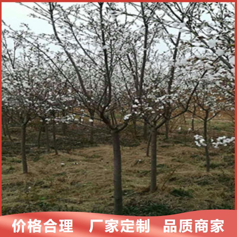 樱花-占地果树现货充裕
