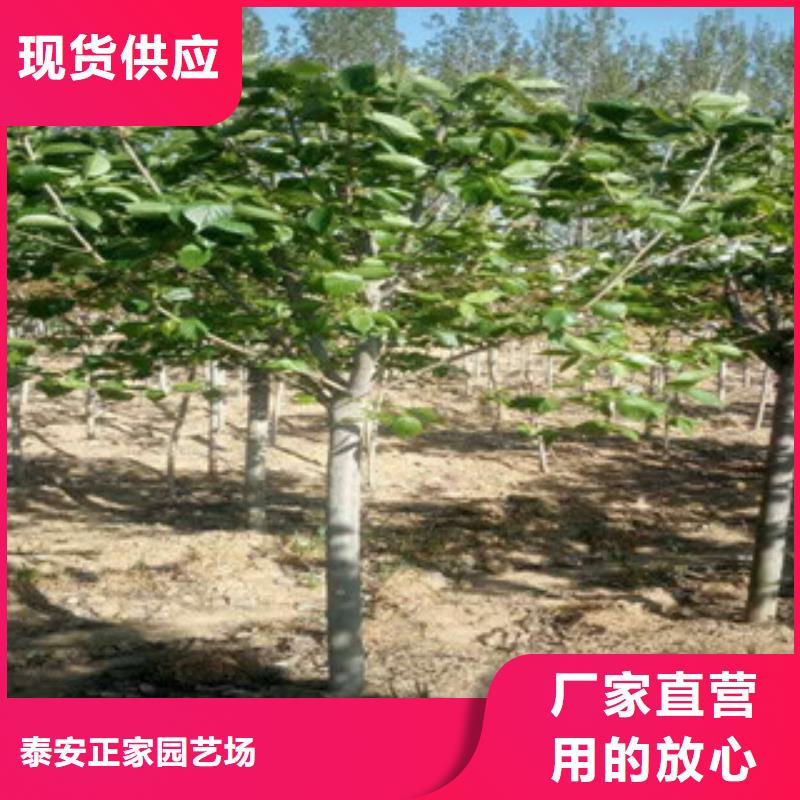 樱花钙果苗品质优选