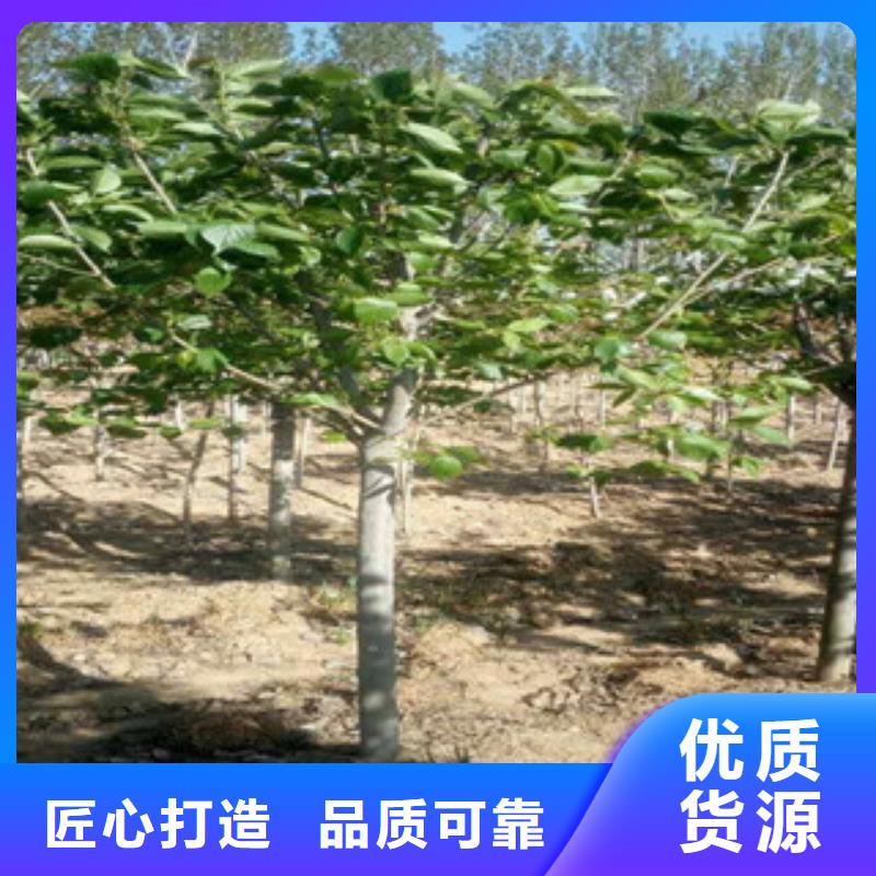 樱花,绿化树绿化工程生产厂家