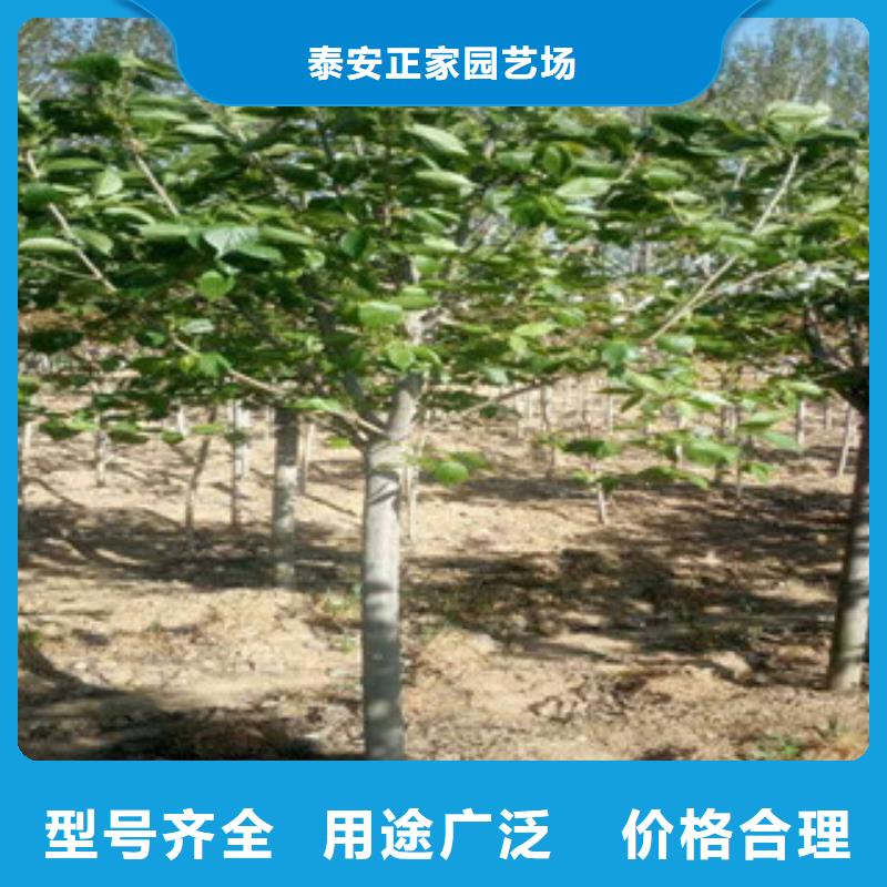 樱花蓝莓苗精选厂家好货