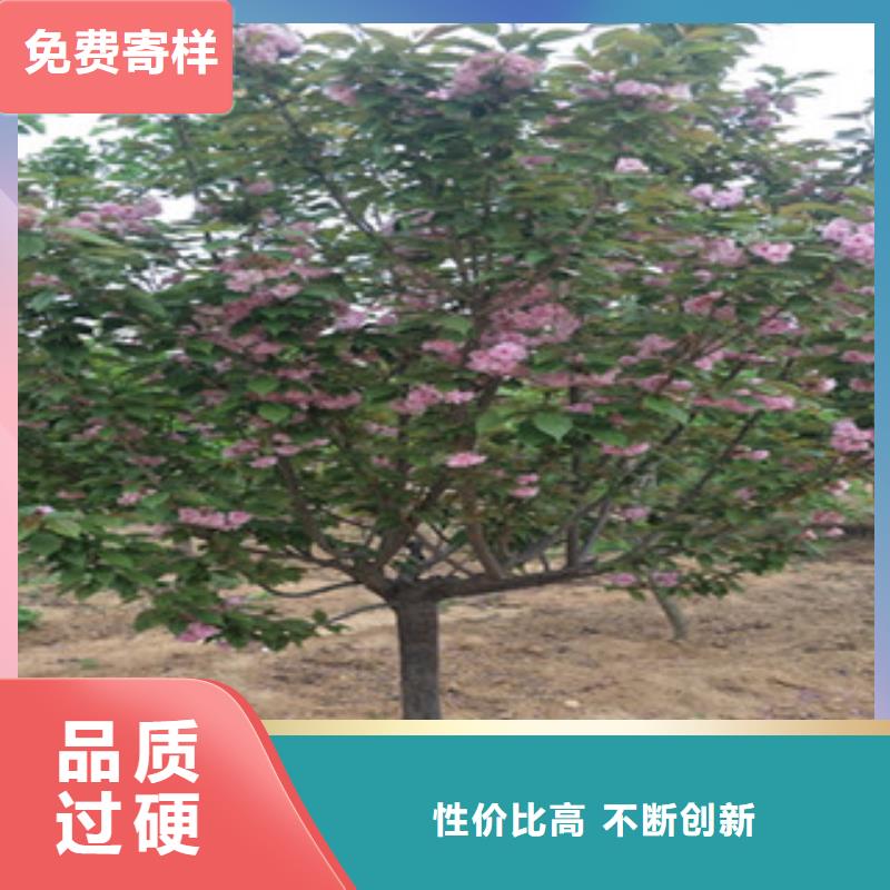 樱花泰山景松造型景松质检合格发货