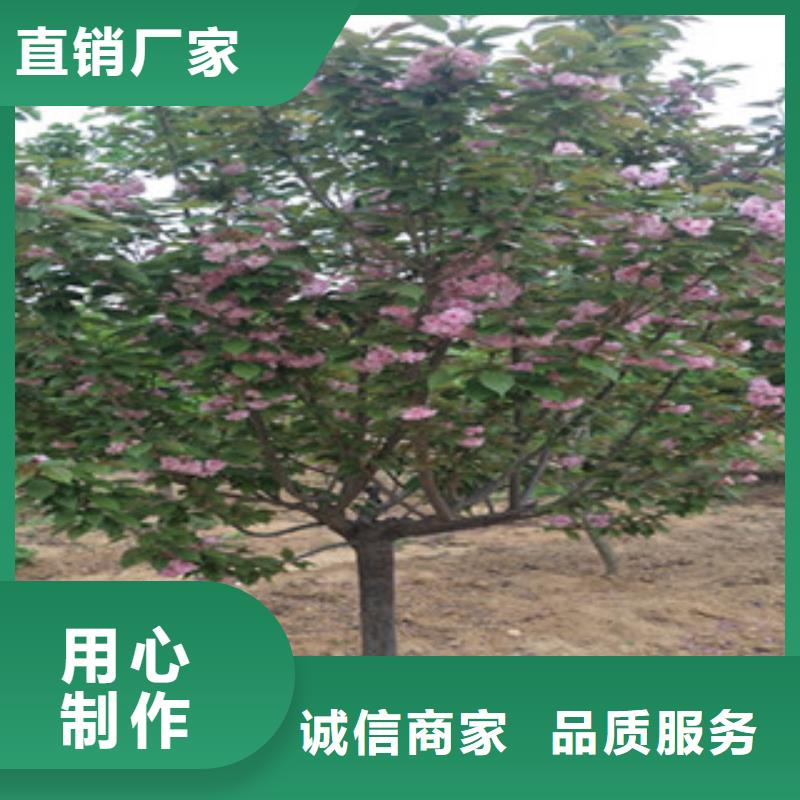 【樱花绿化树绿化工程用心服务】