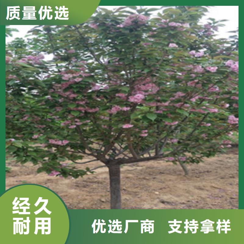 樱花,绿化树绿化工程质量安心