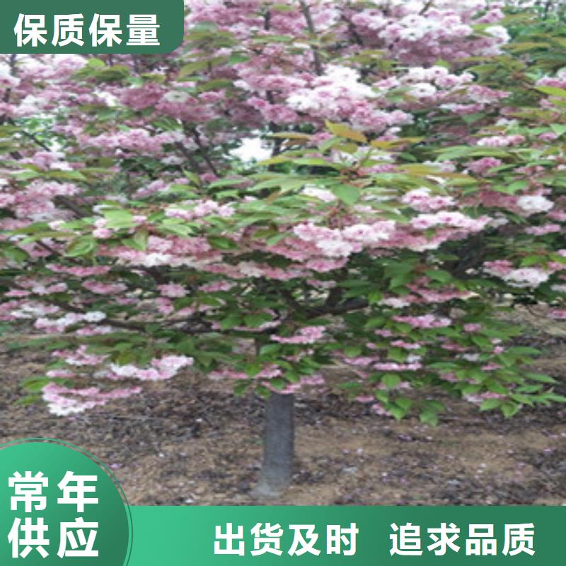 樱花,绿化树绿化工程质量安心