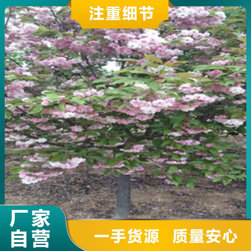 樱花泰山景松造型景松质检合格发货