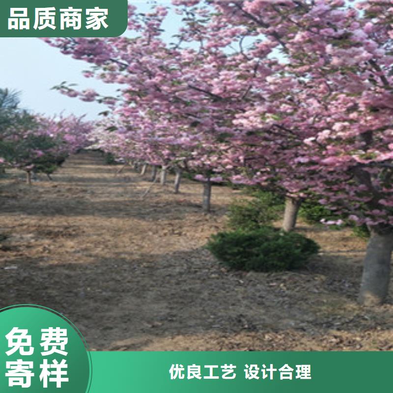 樱花泰山景松造型景松质检合格发货
