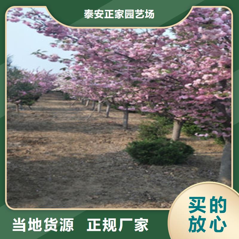 樱花,绿化树绿化工程质量安心