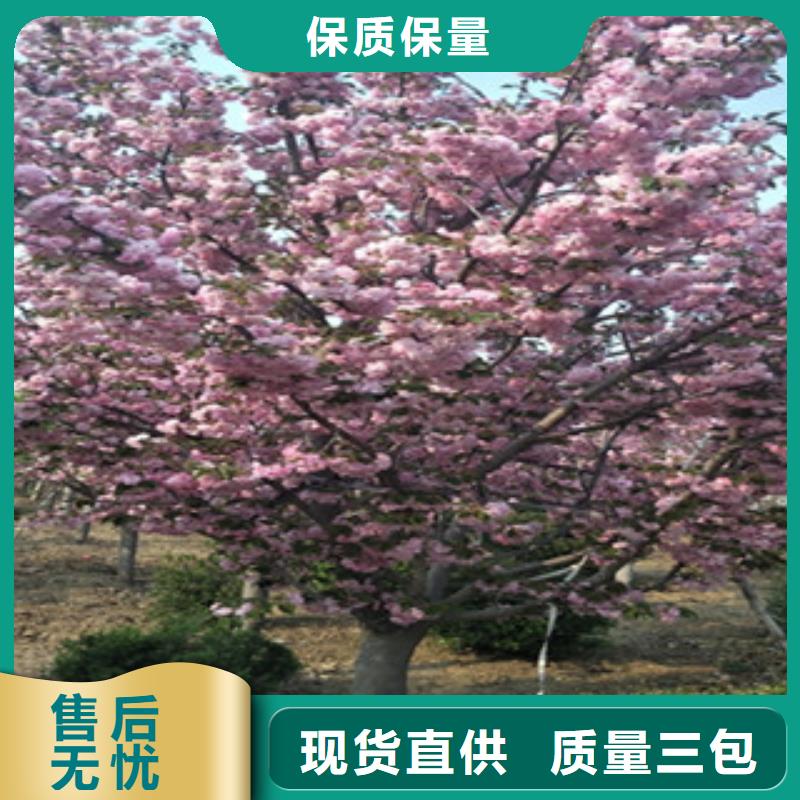 樱花,钙果苗出货及时