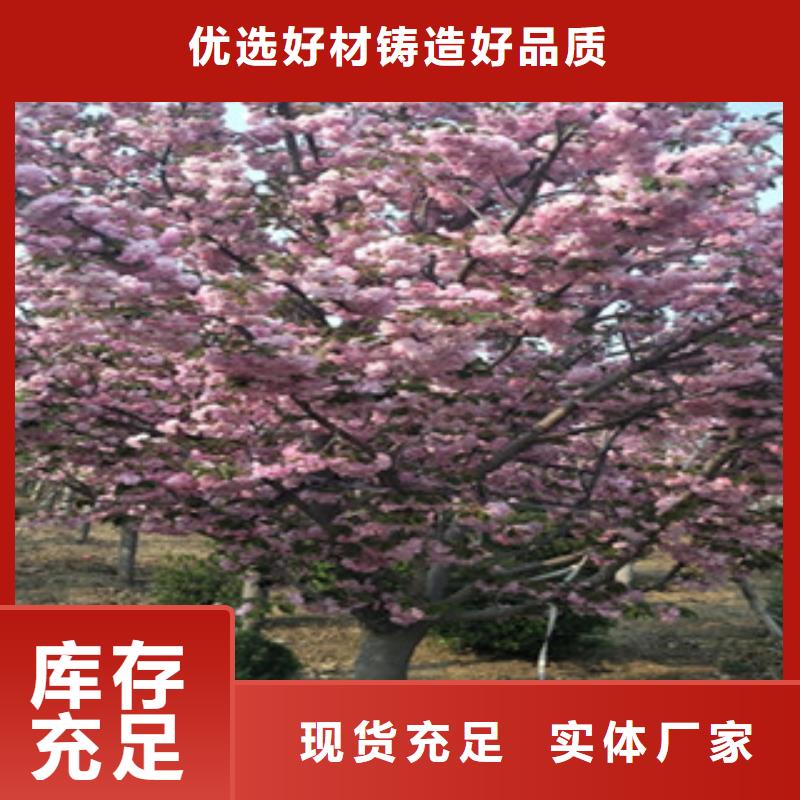 【樱花绿化树绿化工程用心服务】