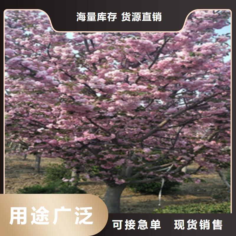 樱花泰山景松造型景松质检合格发货