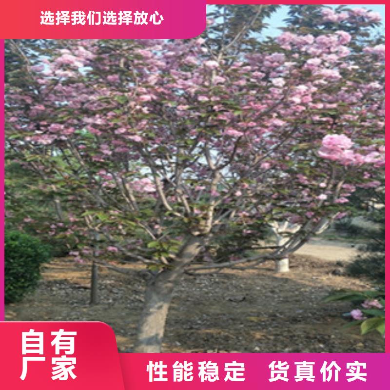 樱花蓝莓苗精选厂家好货