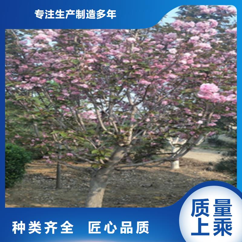 樱花泰山景松造型景松质检合格发货